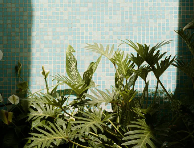 Bathroom Plant Box - XLarge
