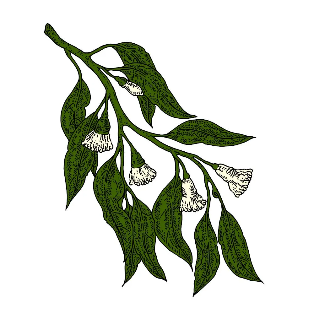 Eucalyptus Essential Oil