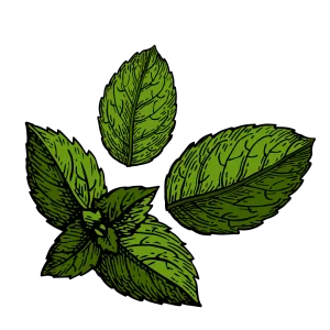 Pure Peppermint Essential Oil