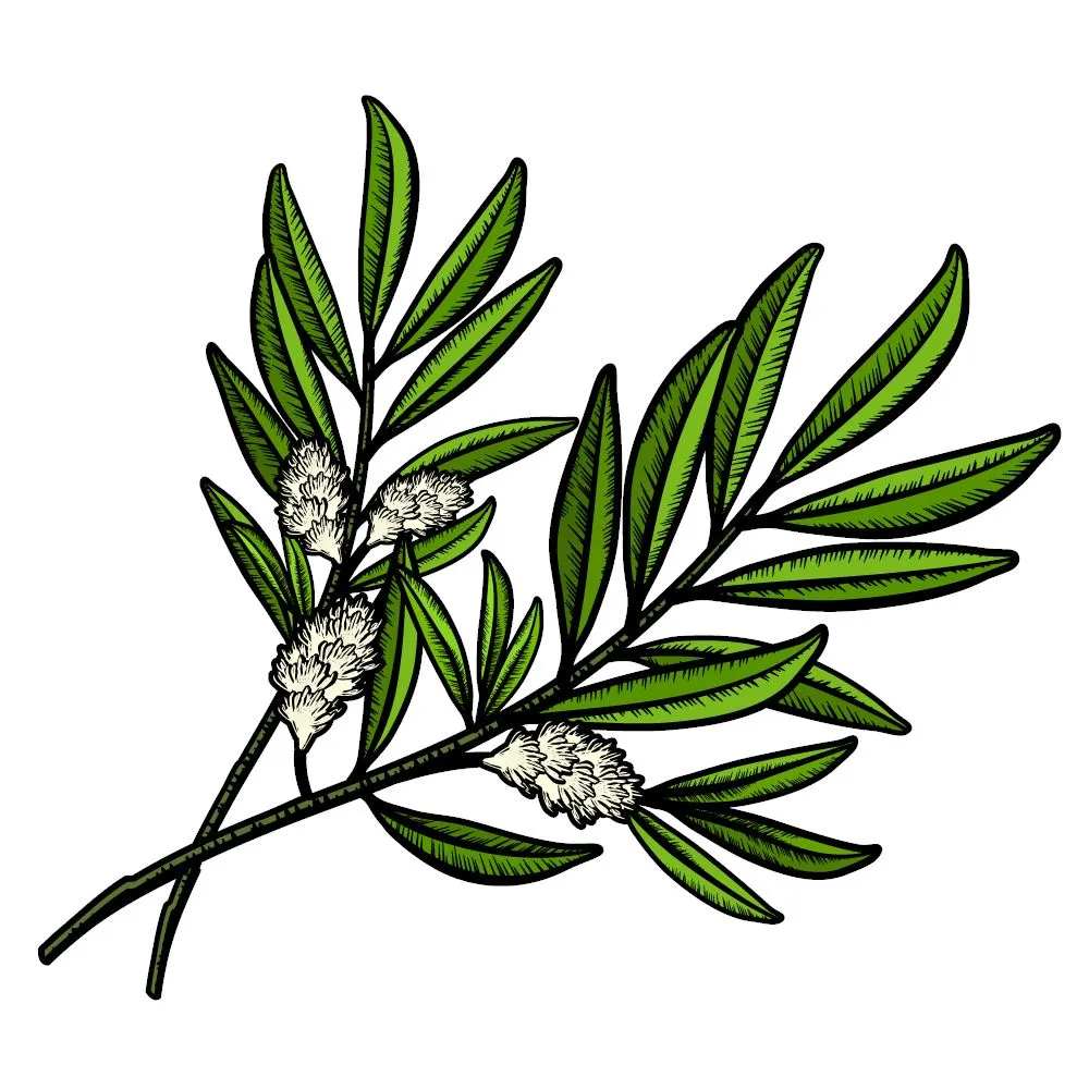 Tea Tree Essential Oil