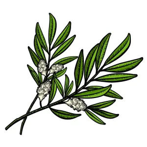 Tea Tree Essential Oil